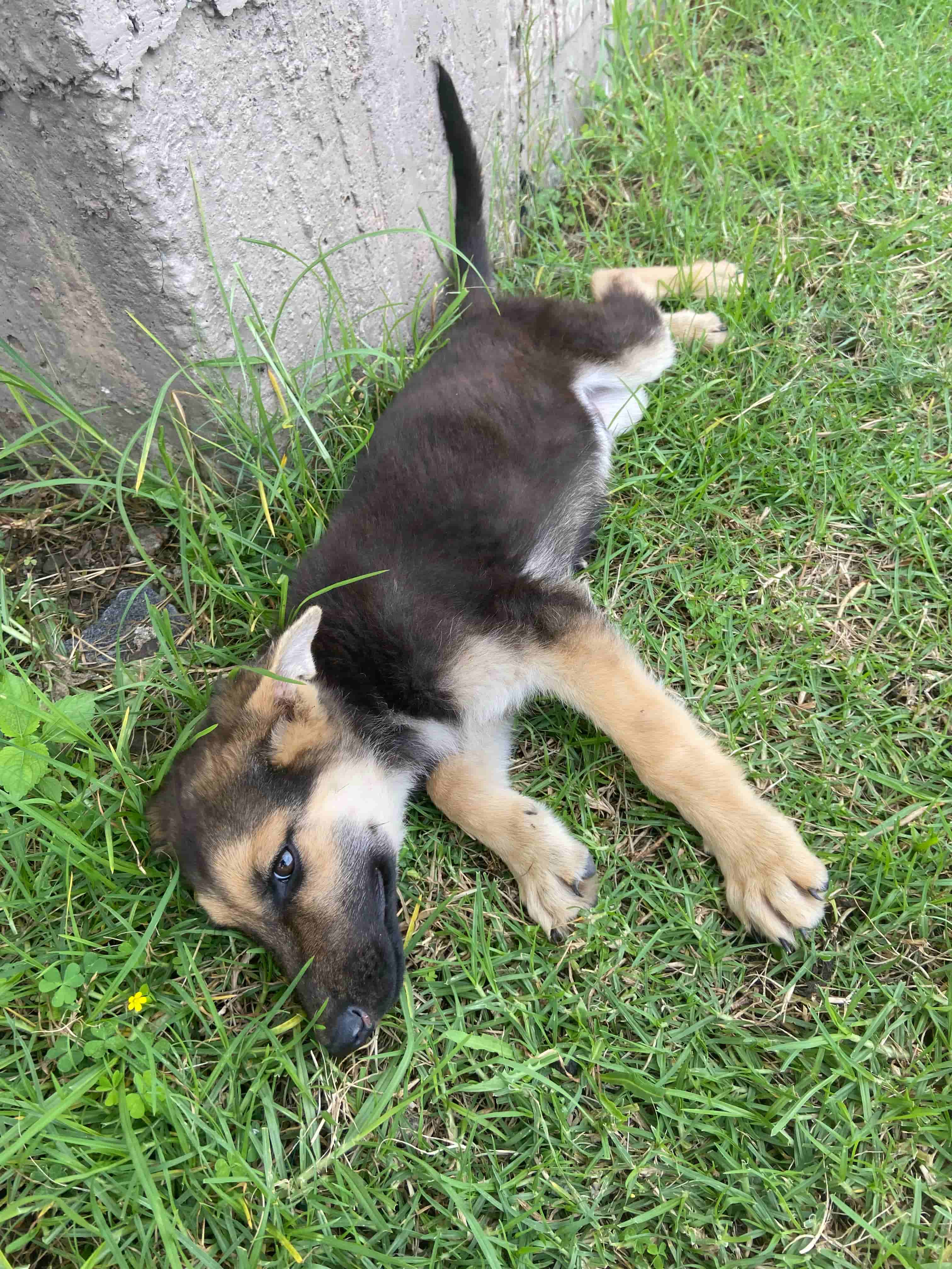 a black puppy with blonde feet lying in the grass