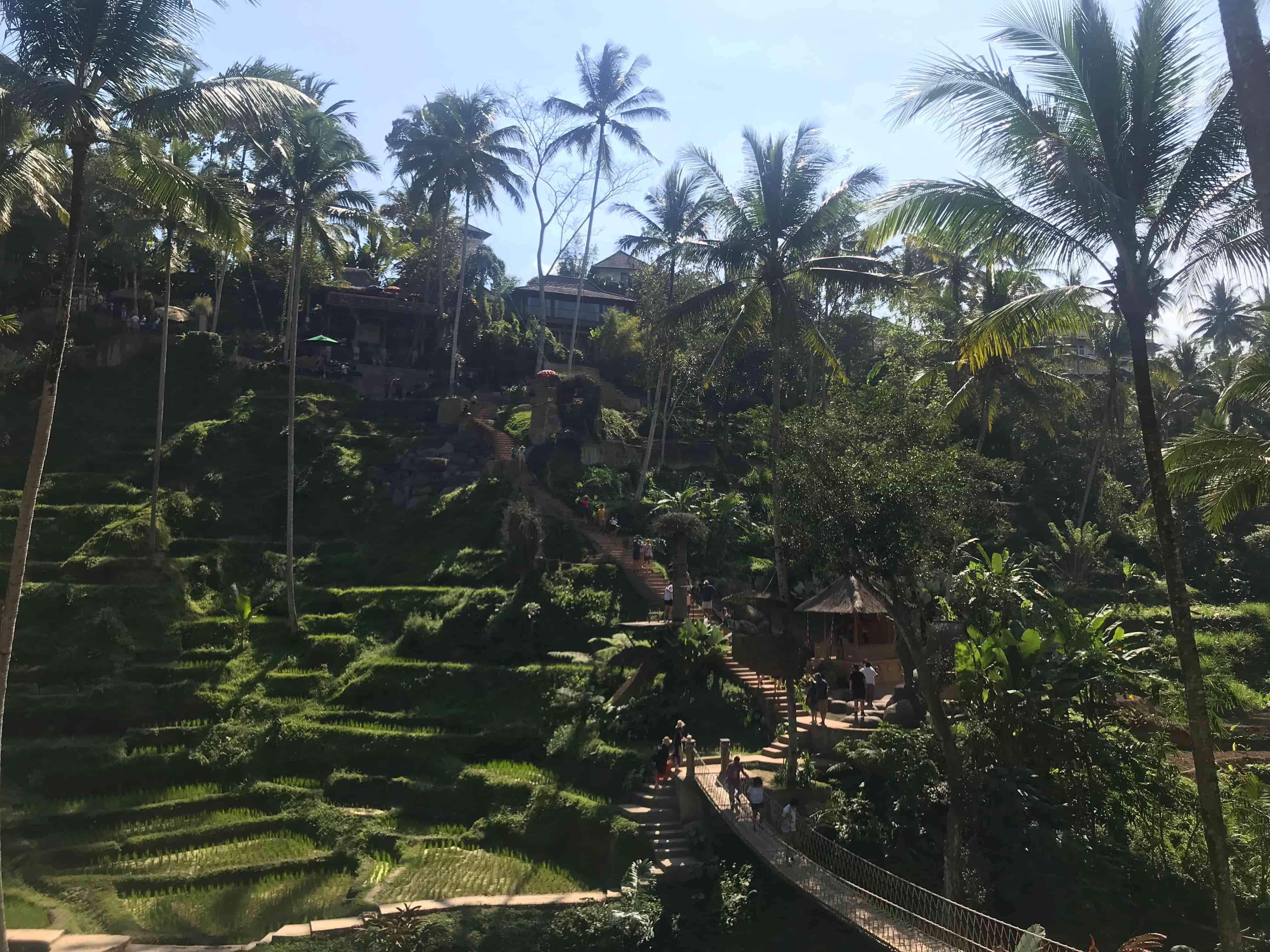 Very green rice terrace steps with some tall palm trees and a nice path going upwards